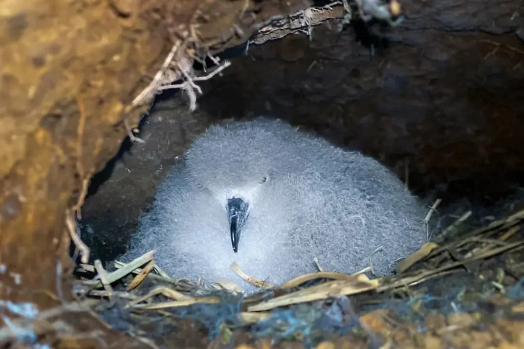  Galapagos | Discovery of Galápagos Petrel Nests on Isabela Island Renews Conservation Hopes