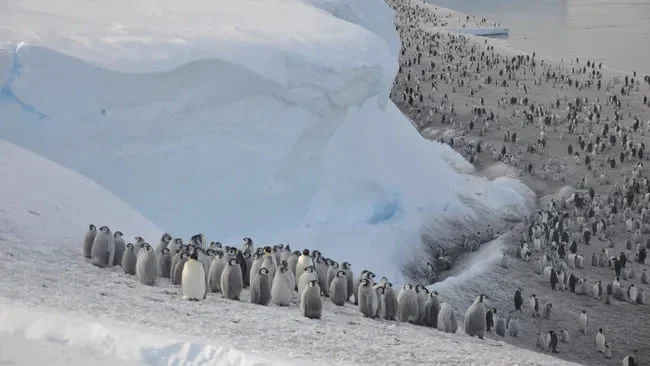  Antarctica | Hundreds of emperor penguin chicks spotted plunging off a 50-foot cliff in 1st-of-its-kind footage