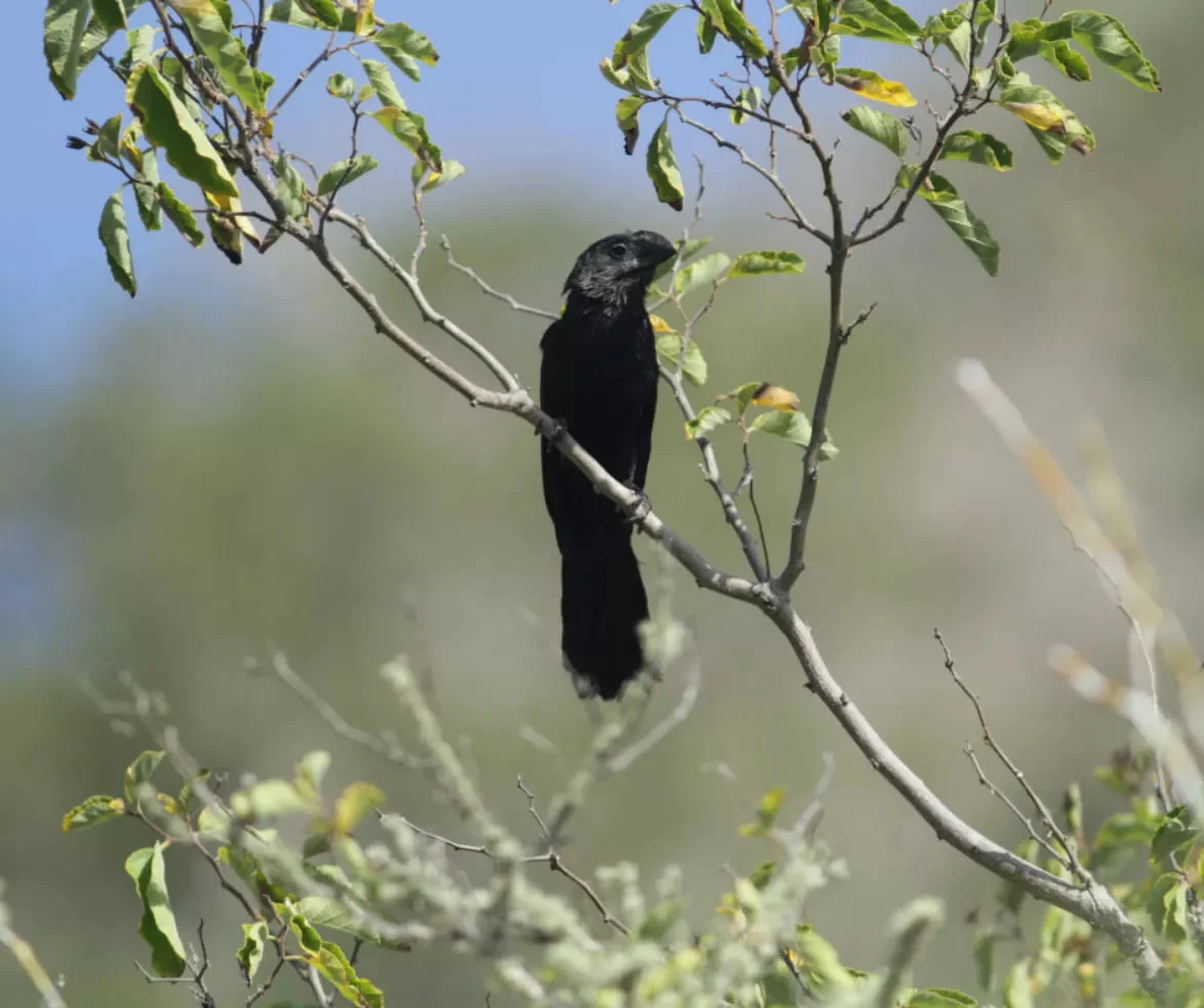  Galapagos | The impact of the smooth-billed ani: an interview with Cristian Poveda