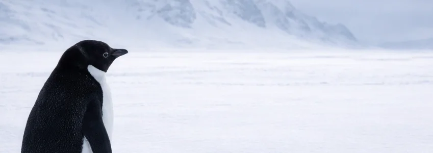 Antarctica | The Nihilist Penguin: A Viral Meme of Solitude Antarctica | The Nihilist Penguin: A Viral Meme of Solitude