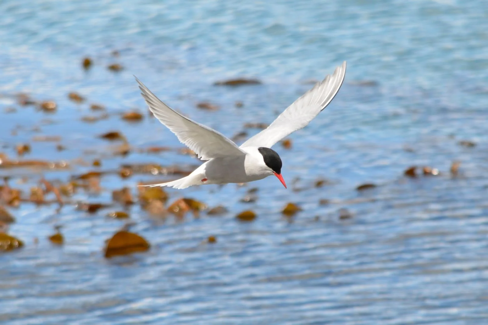 Antarctic Tern | Antarctic Wildlife