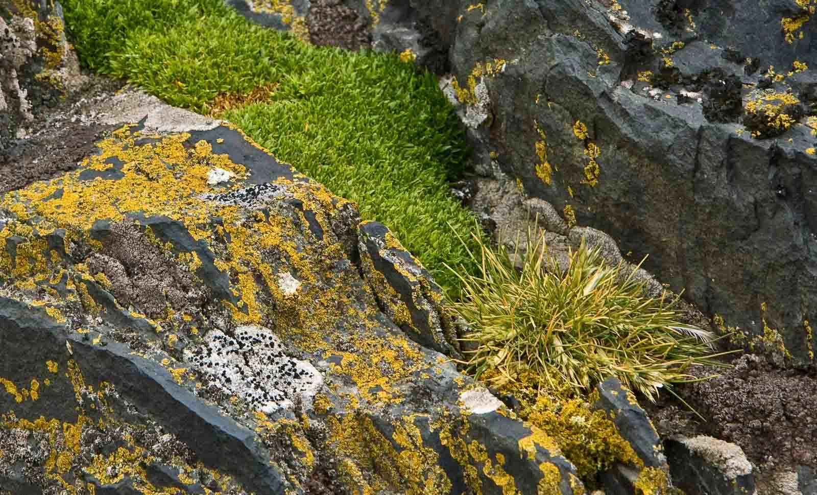 Antarctica | Flowers in Antarctica: A Tale of Extreme Survival  Antarctica | Flowers in Antarctica: A Tale of Extreme Survival
