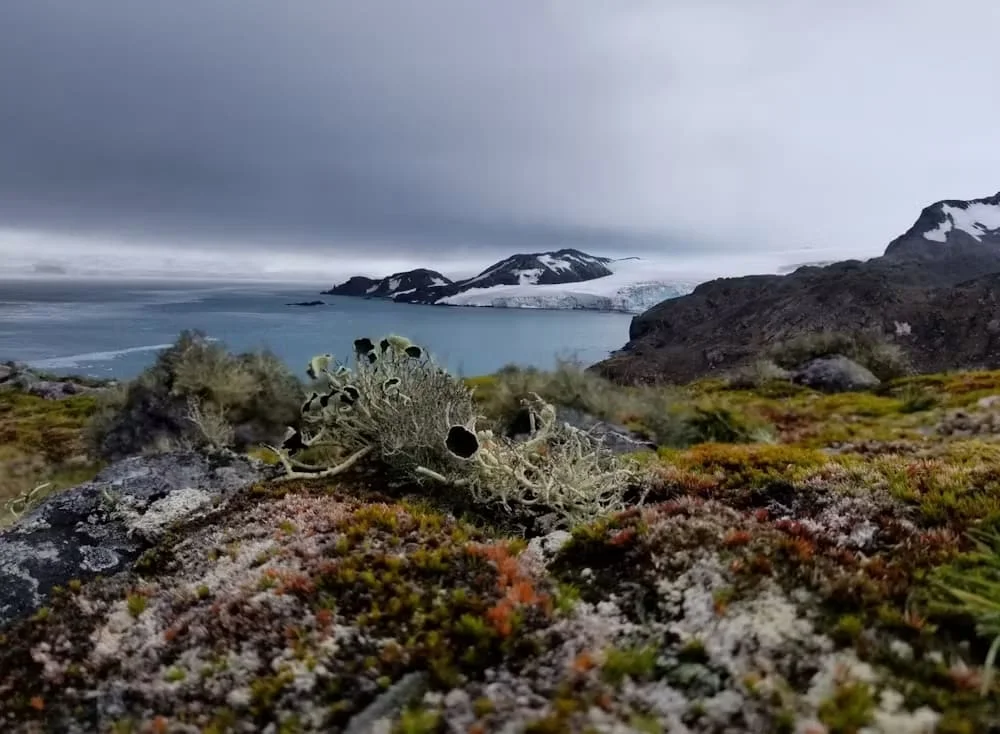  Antarctica | First map of vegetation across Antarctica reveals a battle for the continent’s changing landscape