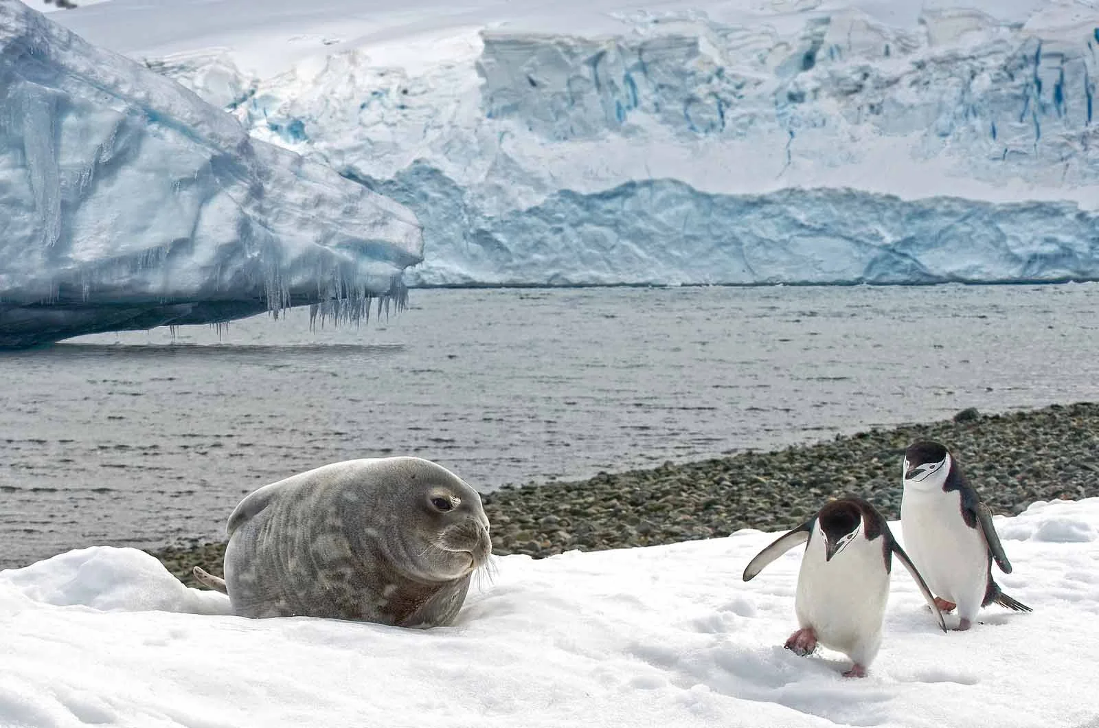  Antarctica | Animals in Antarctica a wildlife guide for travelers