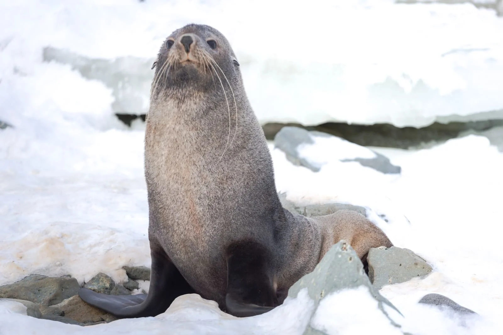 Antarctic Fur Seal | Antarctic Wildlife