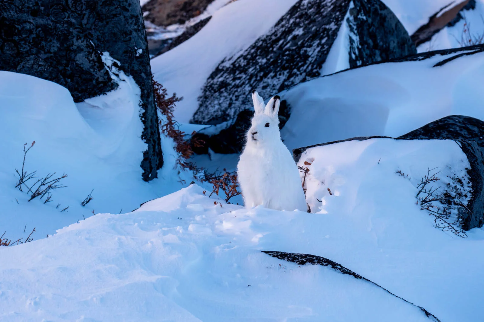 Arctic Hare | Arctic Wildlife