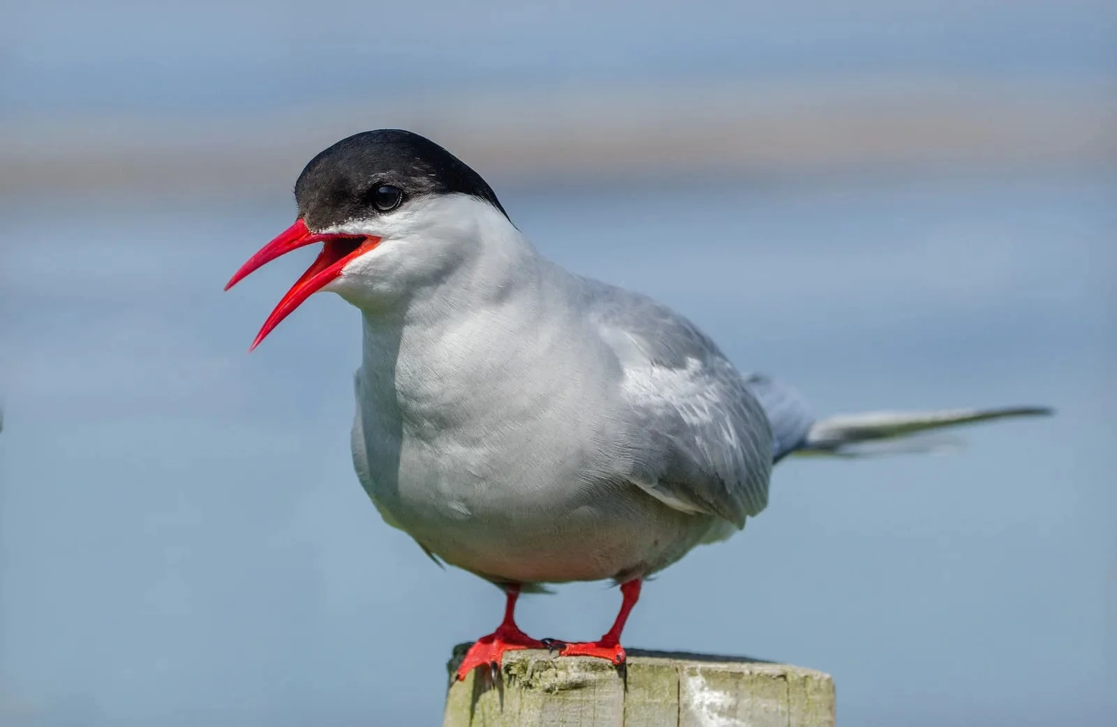 Arctic Tern | Arctic Wildlife