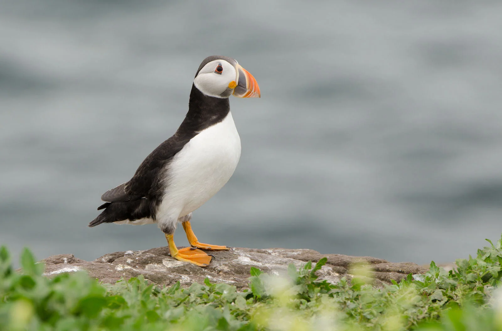 Atlantic Puffin | Arctic Wildlife