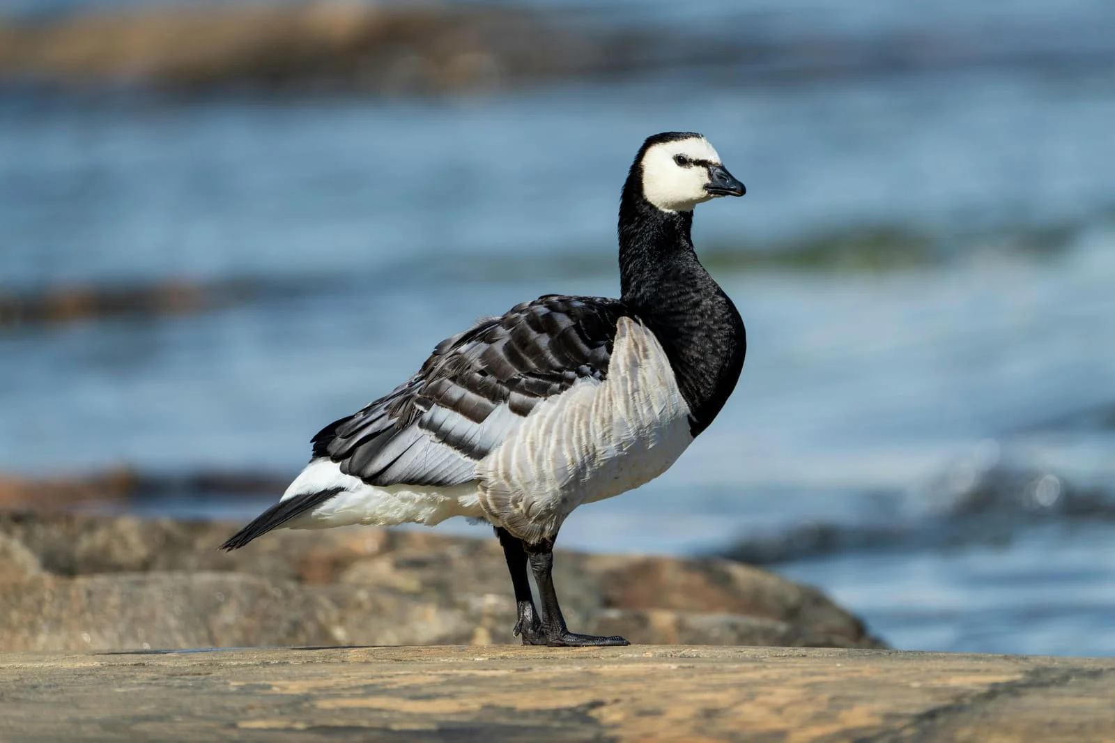 Barnacle Goose | Arctic Wildlife