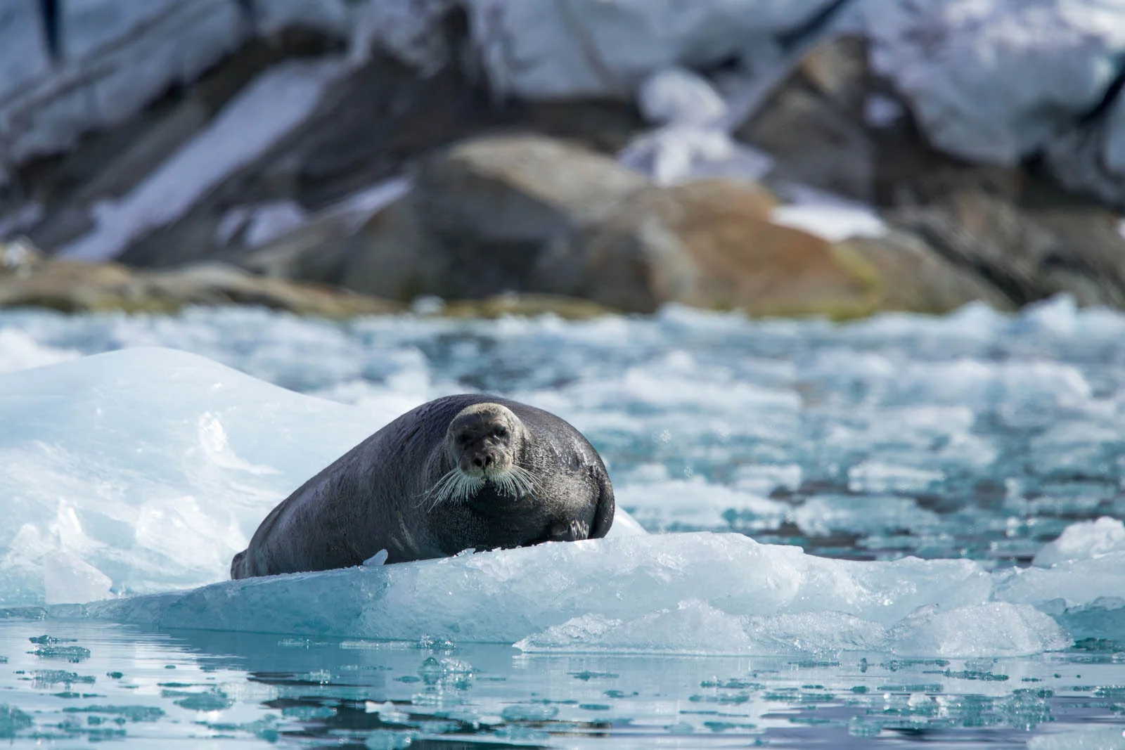 Bearded Seal | Arctic Wildlife