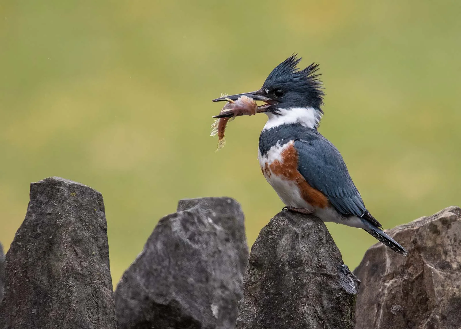 Belted Kingfisher | Galapagos Wildlife