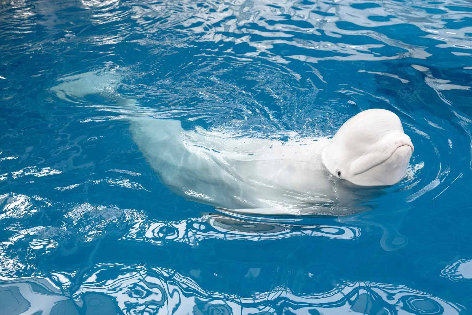 Beluga | Antarctic Wildlife