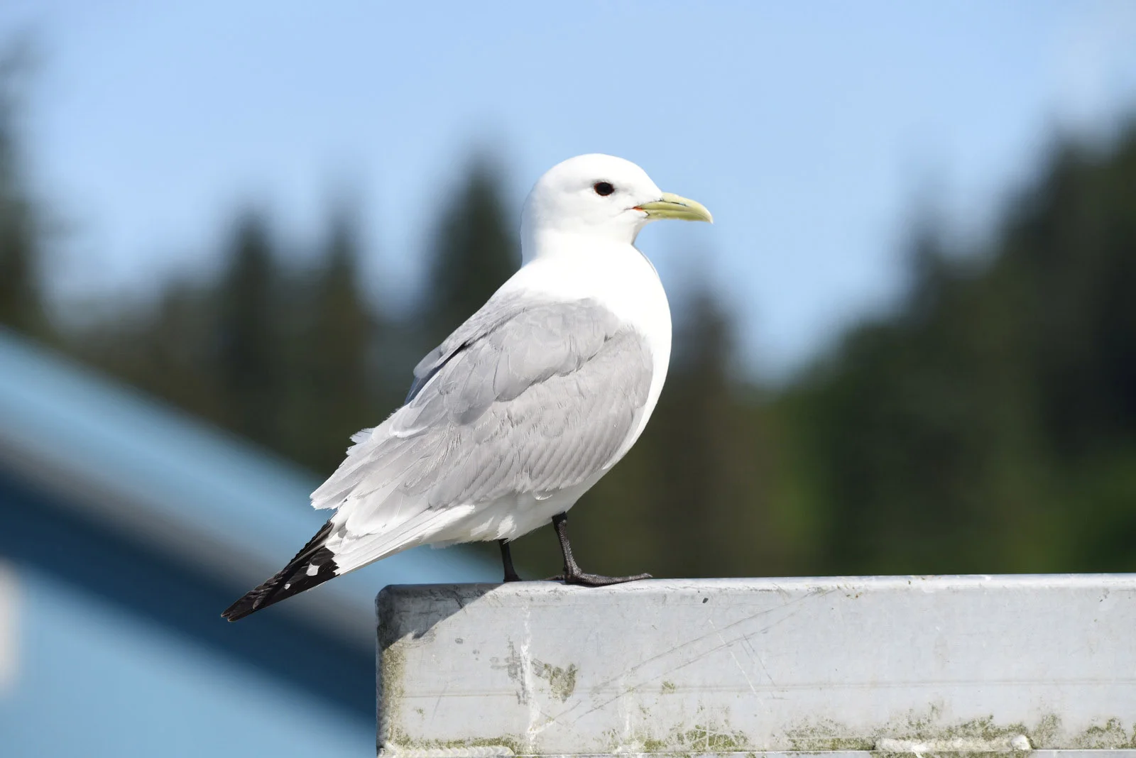 Black-legged Kittiwake | Arctic Wildlife