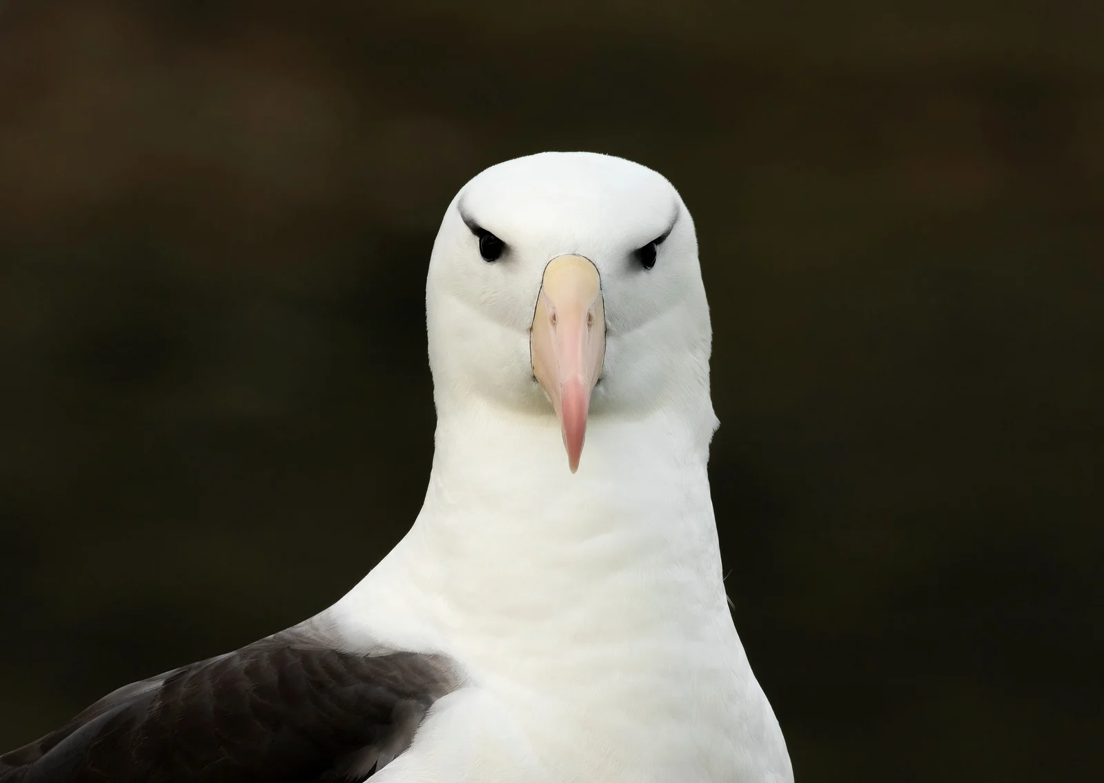 Black-browed Albatross | Antarctic Wildlife