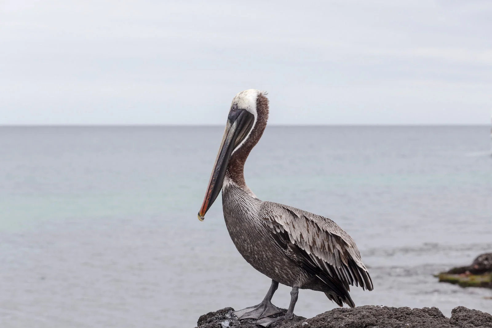 Brown Pelican | Galapagos Wildlife