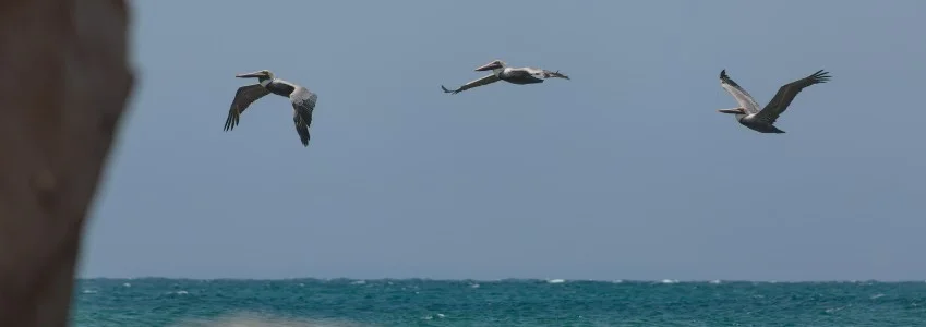 Peru | Inkaterra Cabo Blanco Announces 2026 Opening on Peru’s Pacific Coast Peru | Inkaterra Cabo Blanco Announces 2026 Opening on Peru’s Pacific Coast