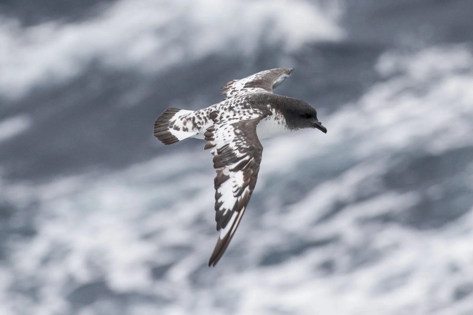 Cape Petrel | Antarctic Wildlife