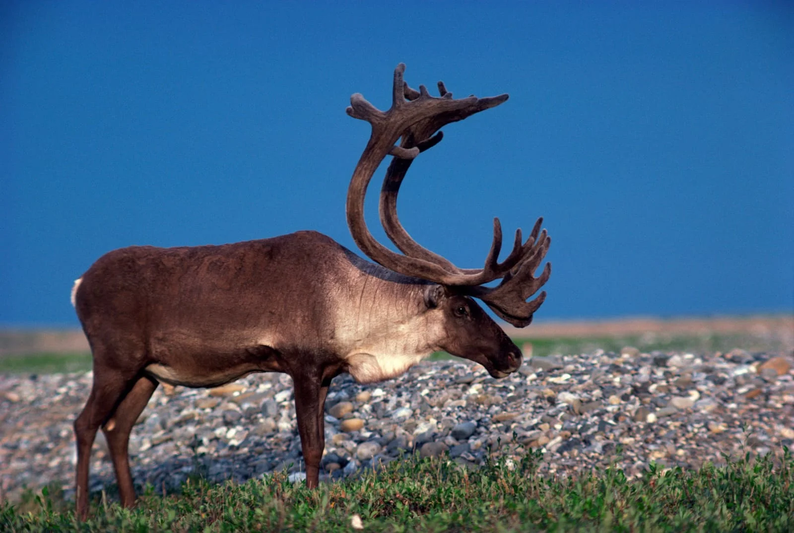 Caribou | Antarctic Wildlife