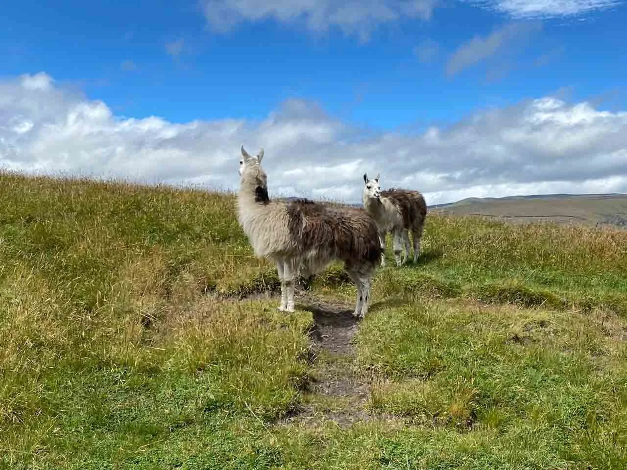  Ecuador | Anstisana Wildife Reserve: Chakana Day Tour 