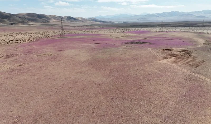  Patagonia | Chile desert surprises with rare winter bloom