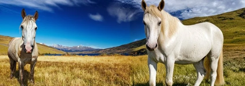 Chile | Unforgettable Horse Riding Adventures in Chile Chile | Unforgettable Horse Riding Adventures in Chile