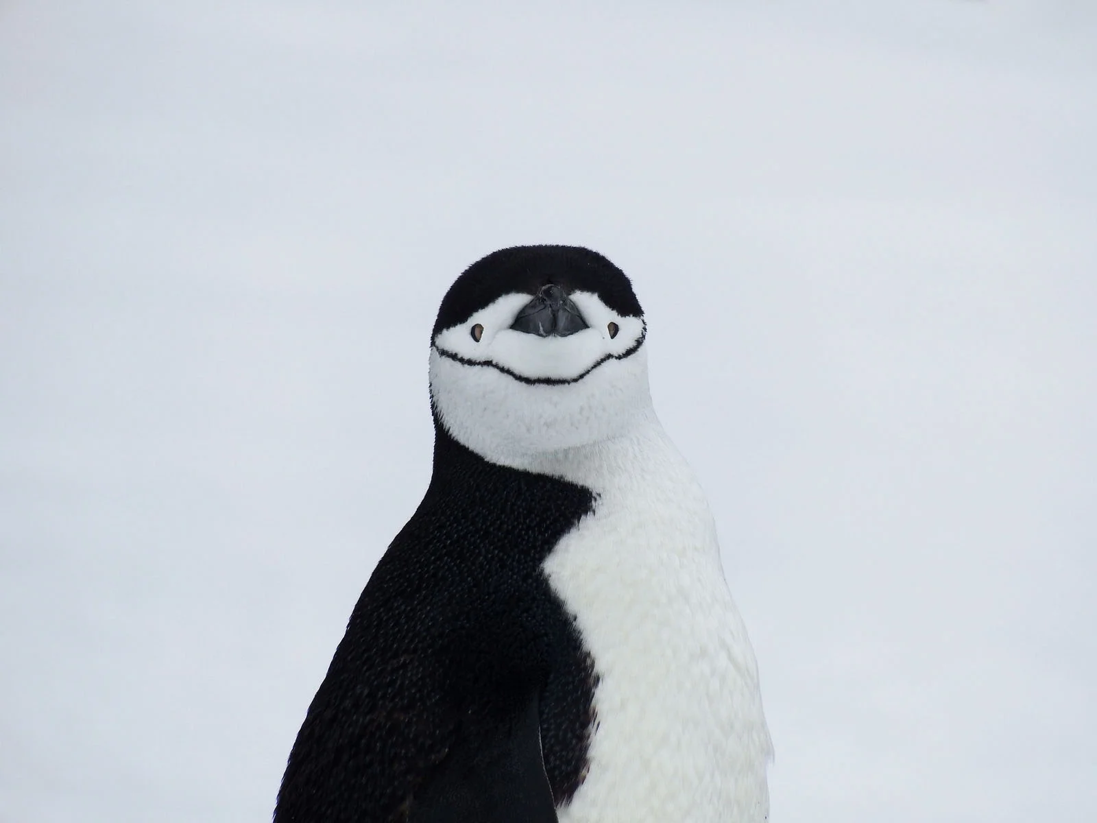 Chinstrap Penguin | Antarctic Wildlife