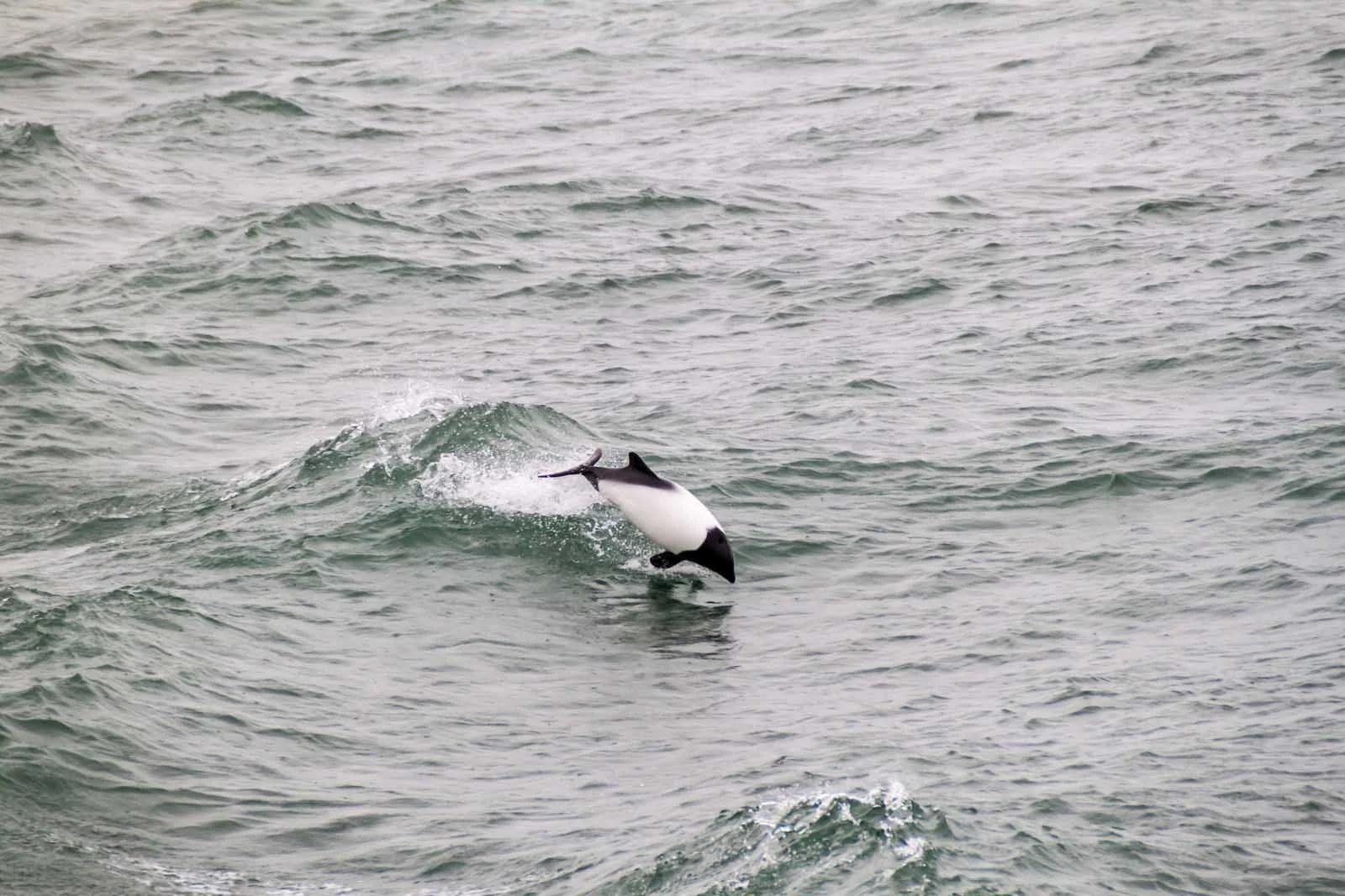 Commerson's Dolphin | Antarctic Wildlife