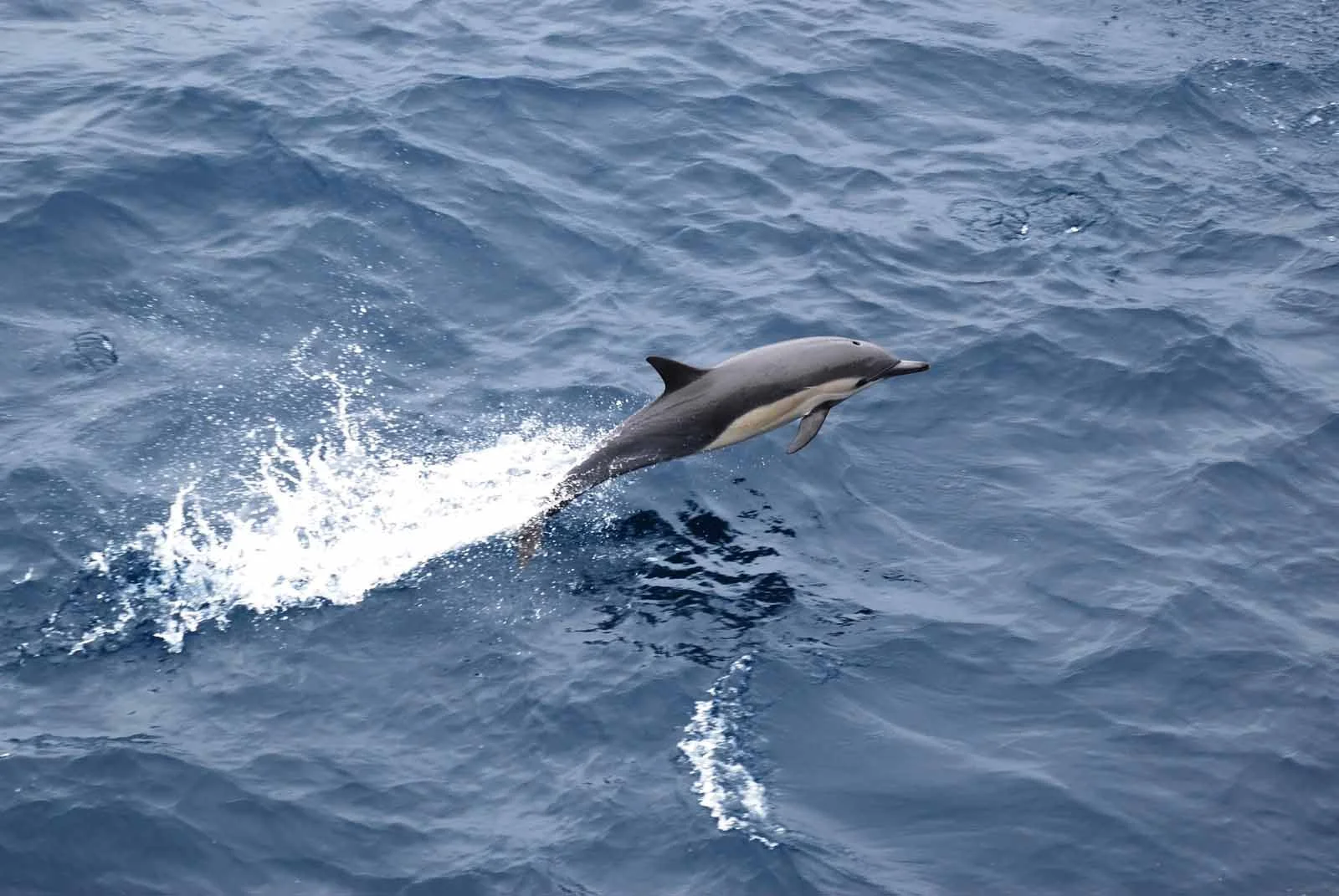 Whales & Dolphins | Galapagos Wildlife