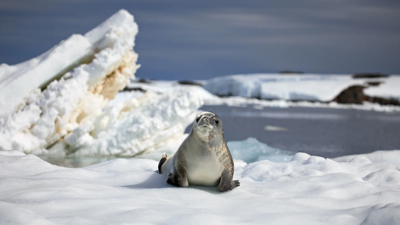 Crabeater Seal | Antarctic Wildlife