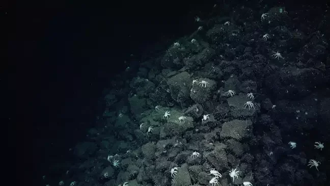  Galapagos | Scientists make unbelievable discovery after spotting trail of crabs at the bottom of the ocean