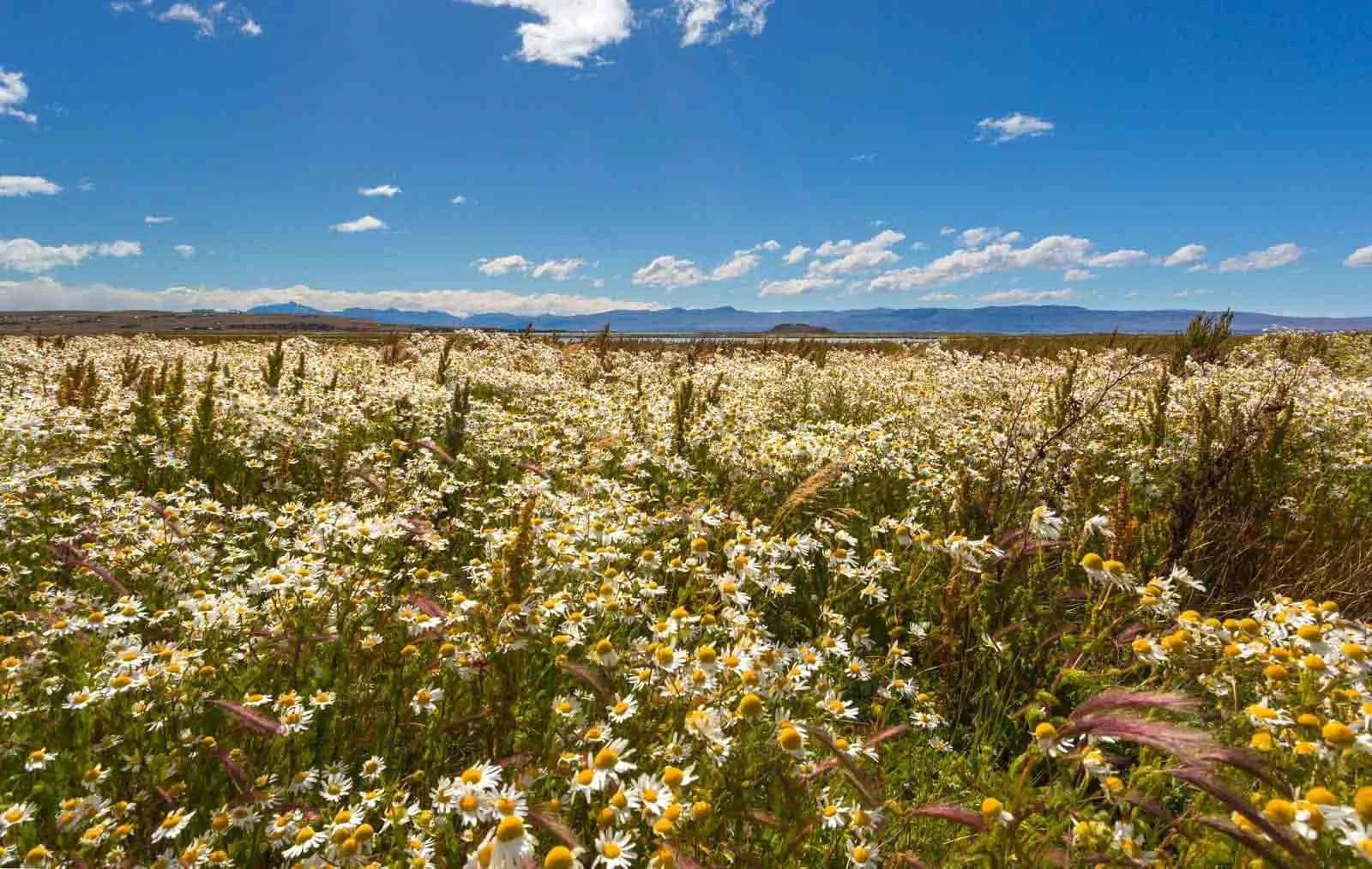  Patagonia | Most Stunning Flower Fields Around the World