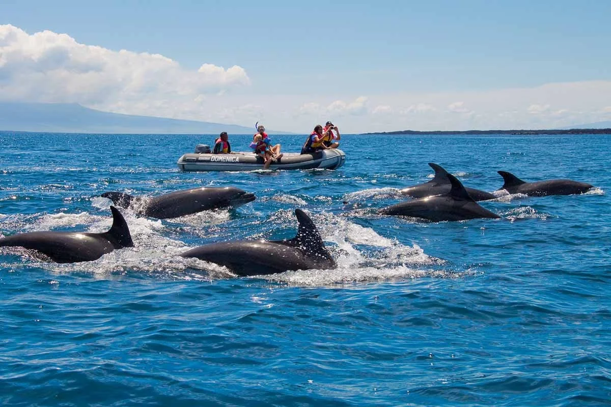  Galapagos | Embarking on an Extraordinary Galapagos Dolphin Adventure