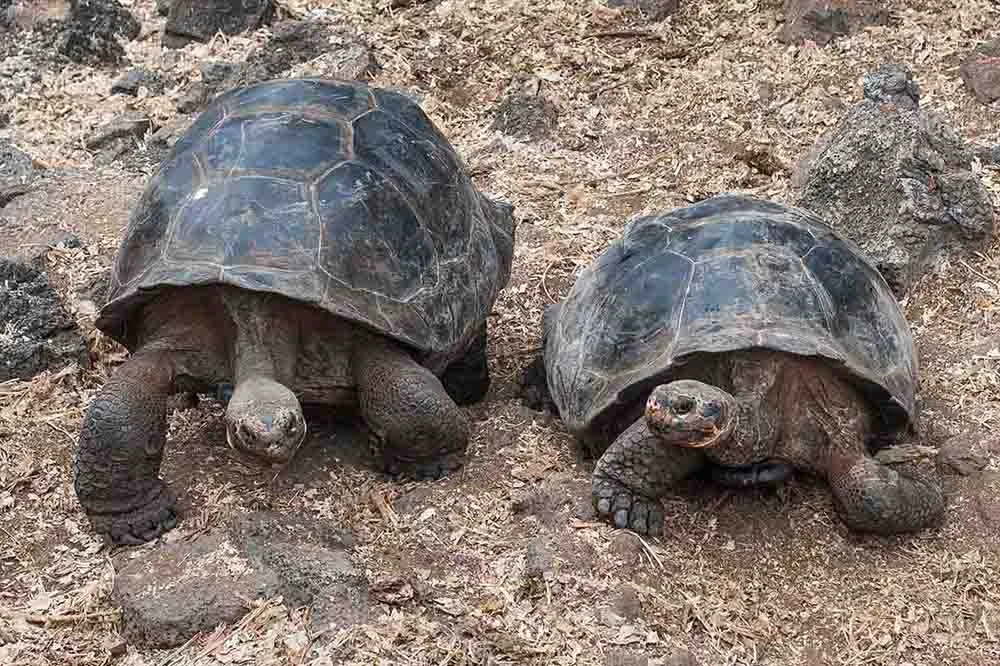 National Park  | Galapagos Islands | Galapagos Cruises