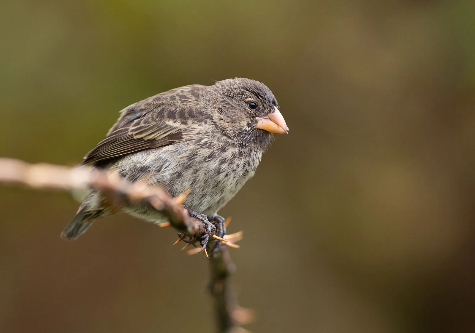 Finches | Galapagos Wildlife