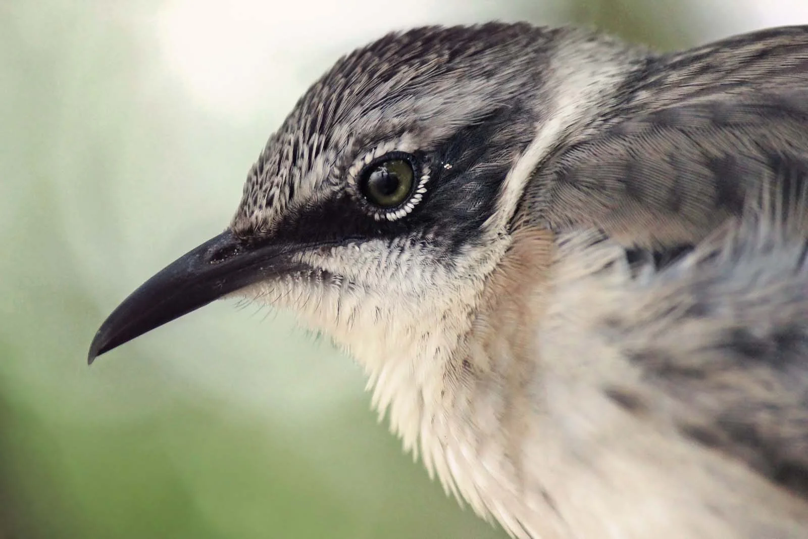  Galapagos | Finch beaks and bird songs: A new story of evolution