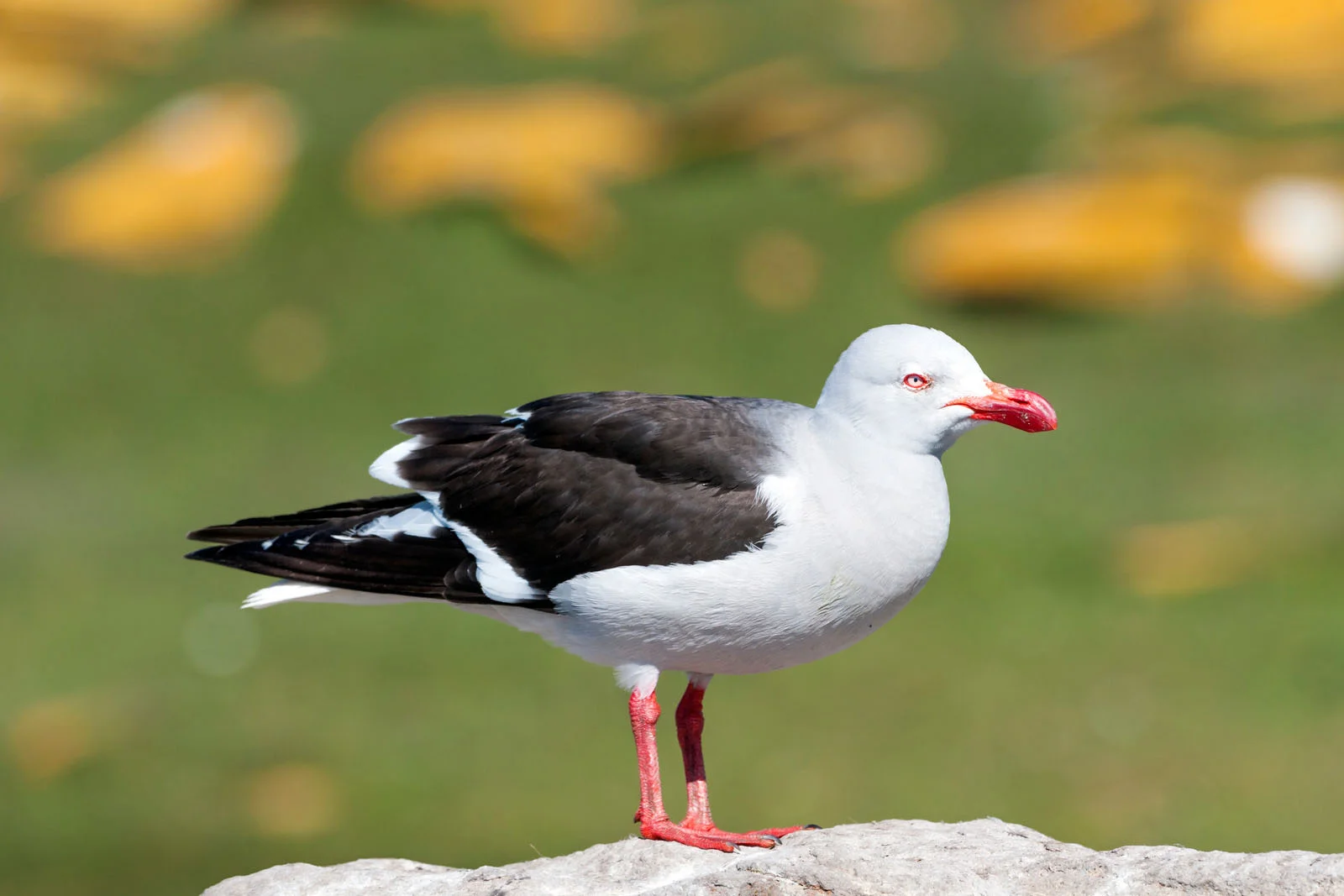 Dolphin Gull | Antarctic Wildlife