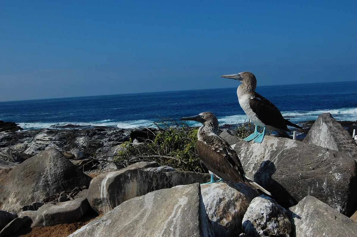 Española | Galapagos Island