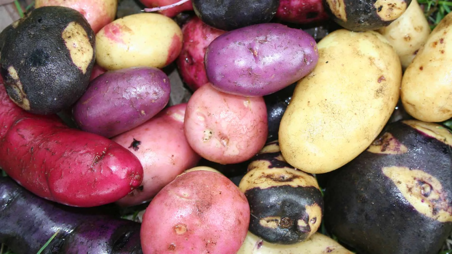 Peru | The potato’s travel through ages and continents Peru | The potato’s travel through ages and continents