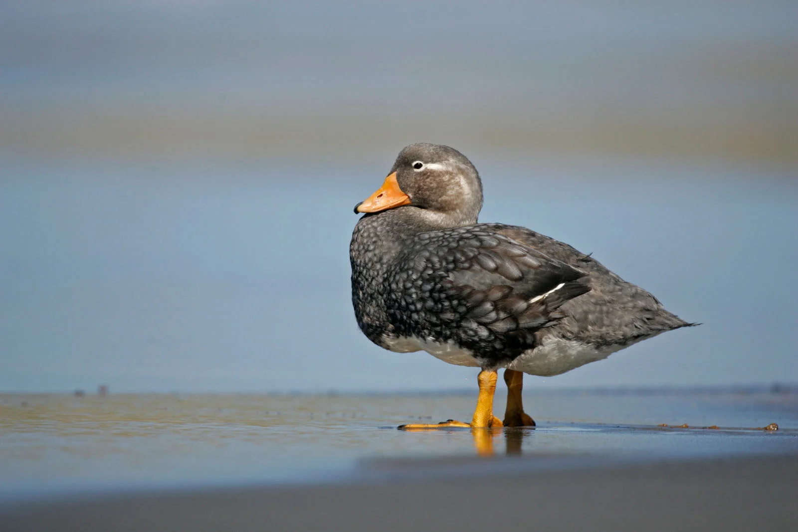 Falkland Flightless Steamerduck | Antarctic Wildlife