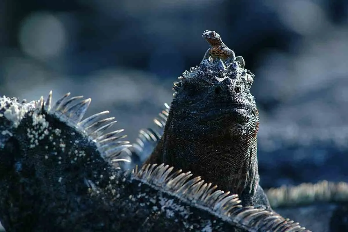 Fernandina | Galapagos Island