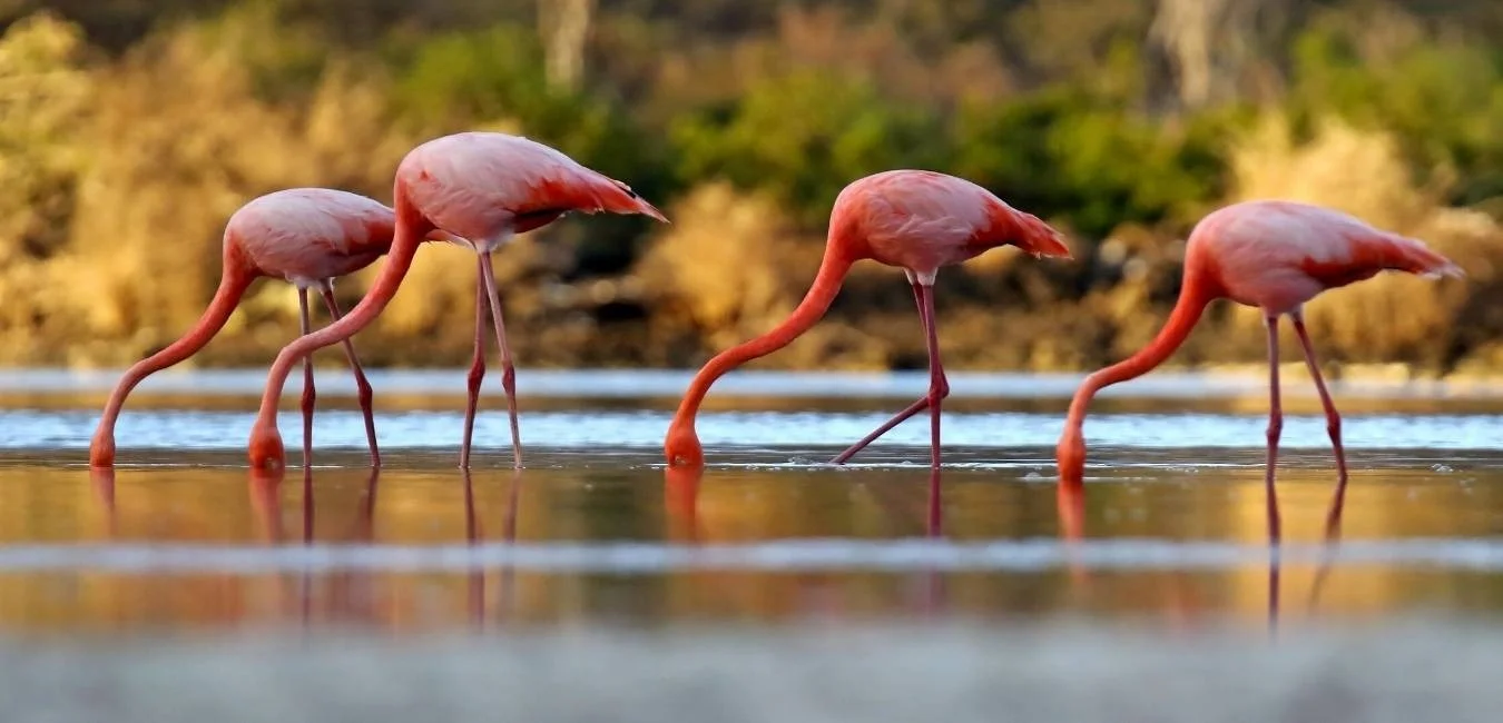 Galapagos Flamingos | Galapagos Wildlife