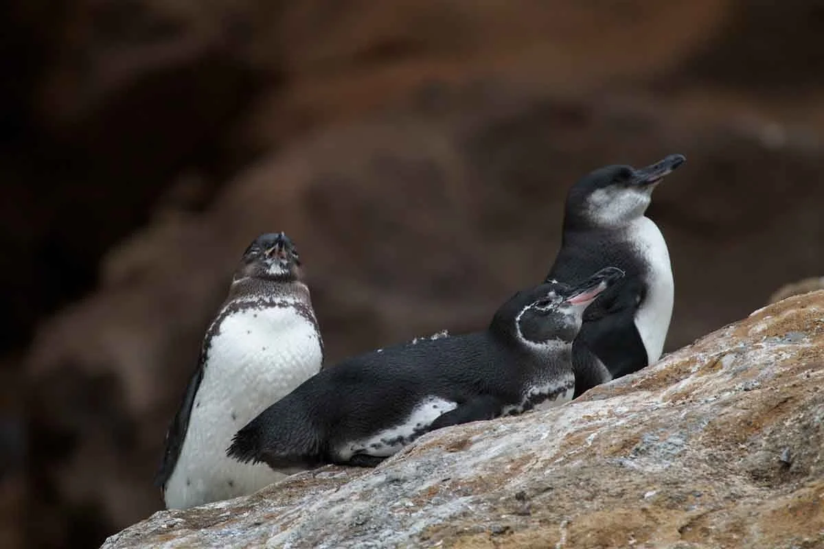 Floreana | Galapagos Island