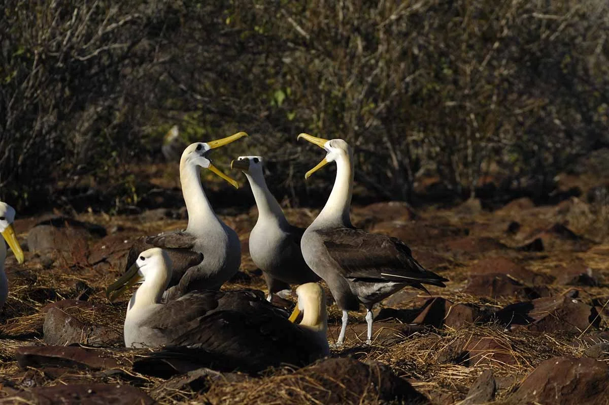 Wildlife Activity Calendar | Galapagos Islands | Galapagos Cruises