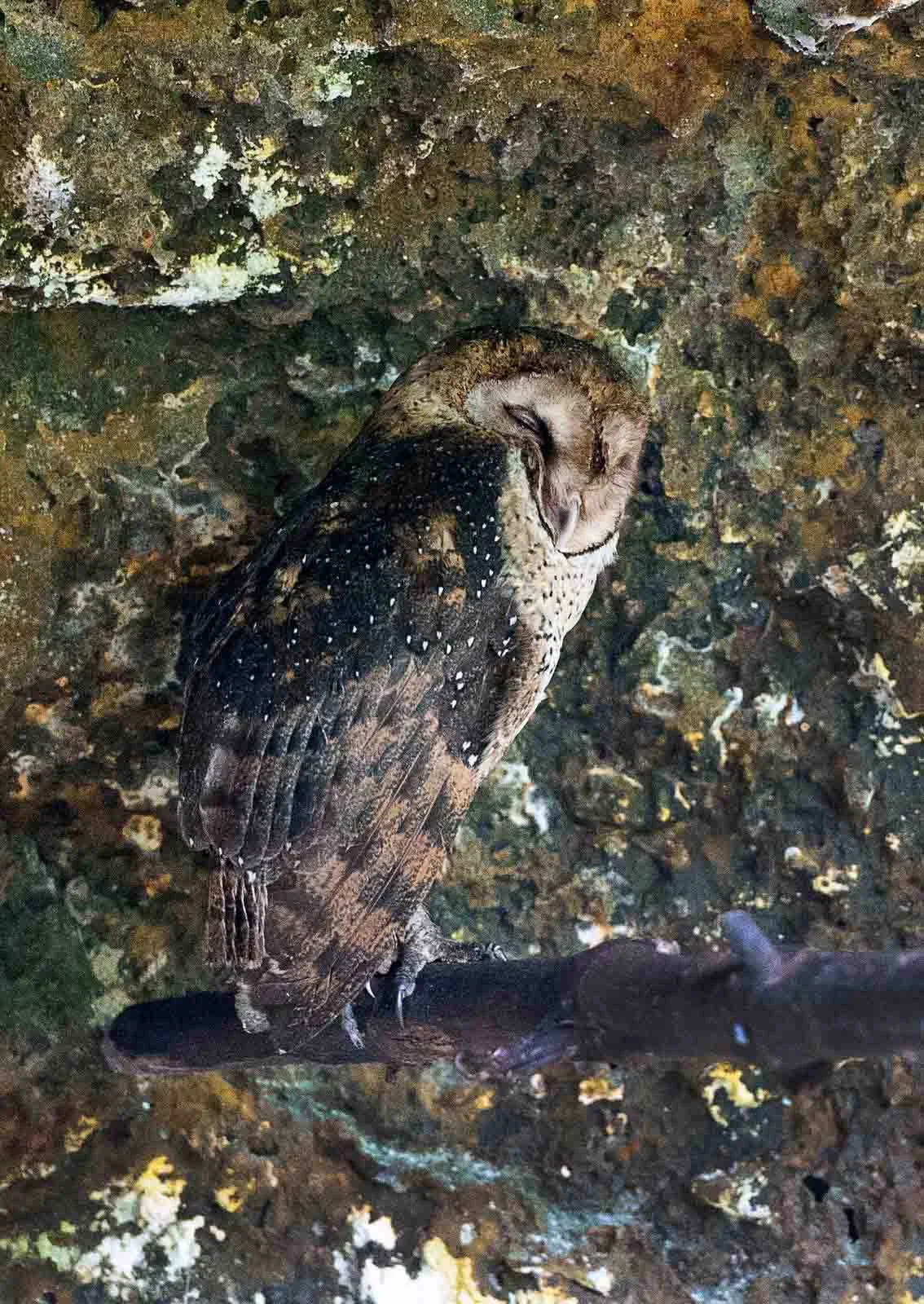 Galapagos Barn Owl | Galapagos Wildlife