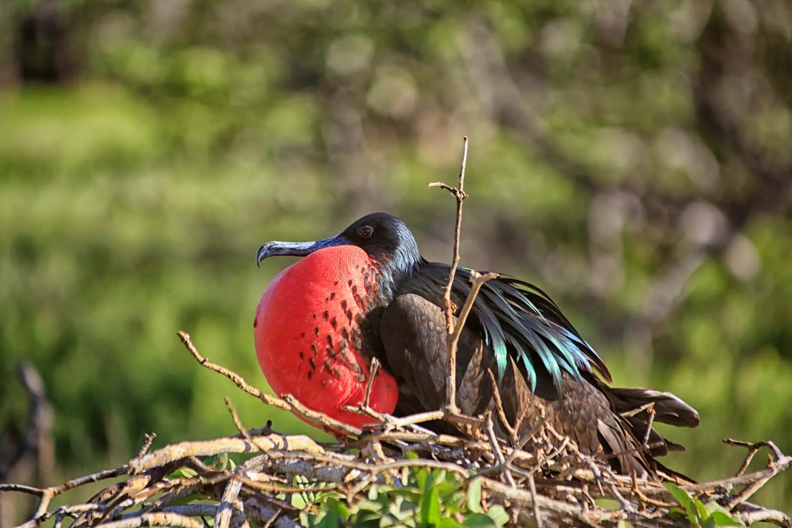 Galapagos Frigatebirds | Galapagos Wildlife