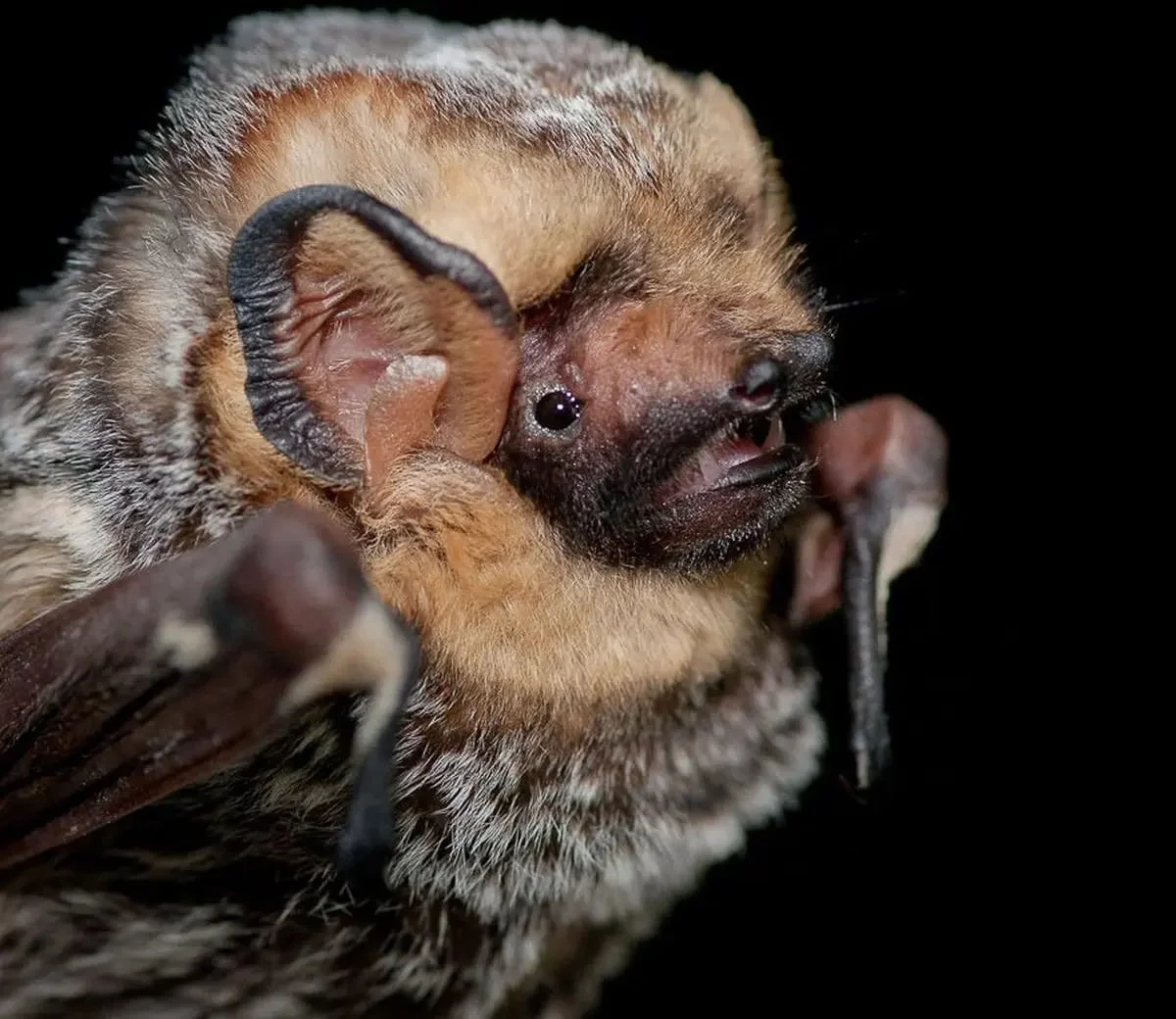 Galapagos Hoary Bat | Galapagos Wildlife