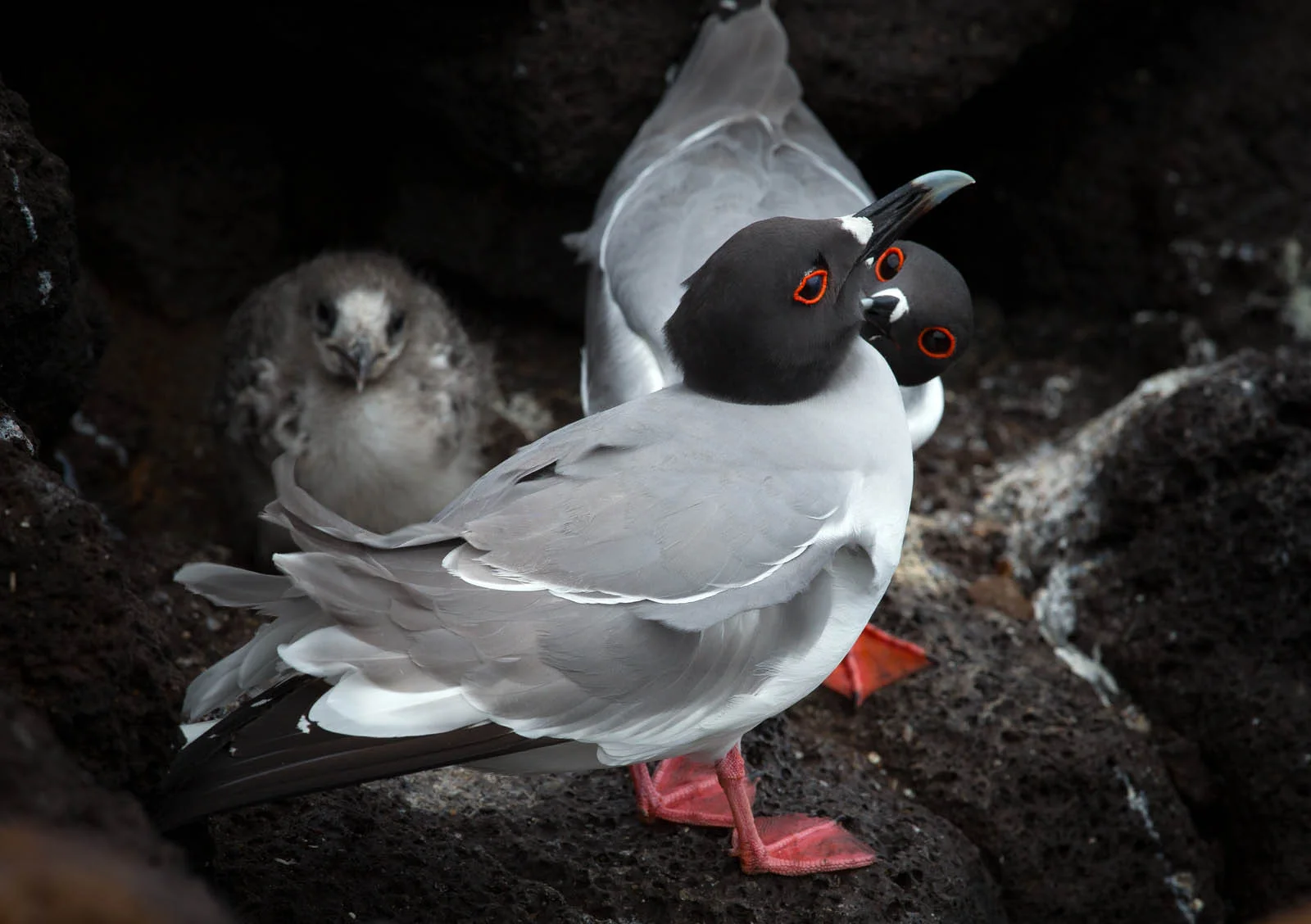 Galapagos Lava Gull | Galapagos Wildlife