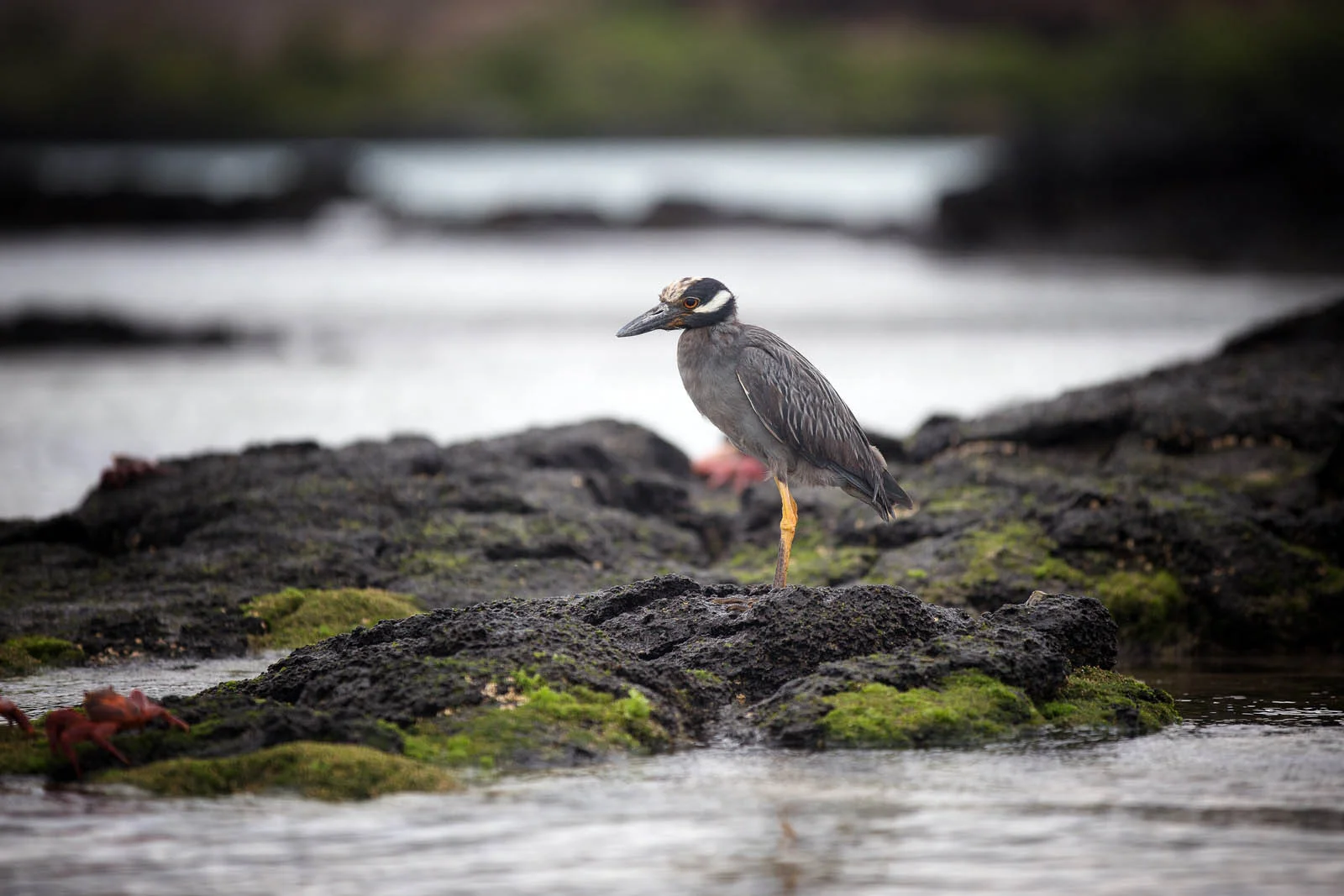 Galapagos Lava Heron | Galapagos Wildlife