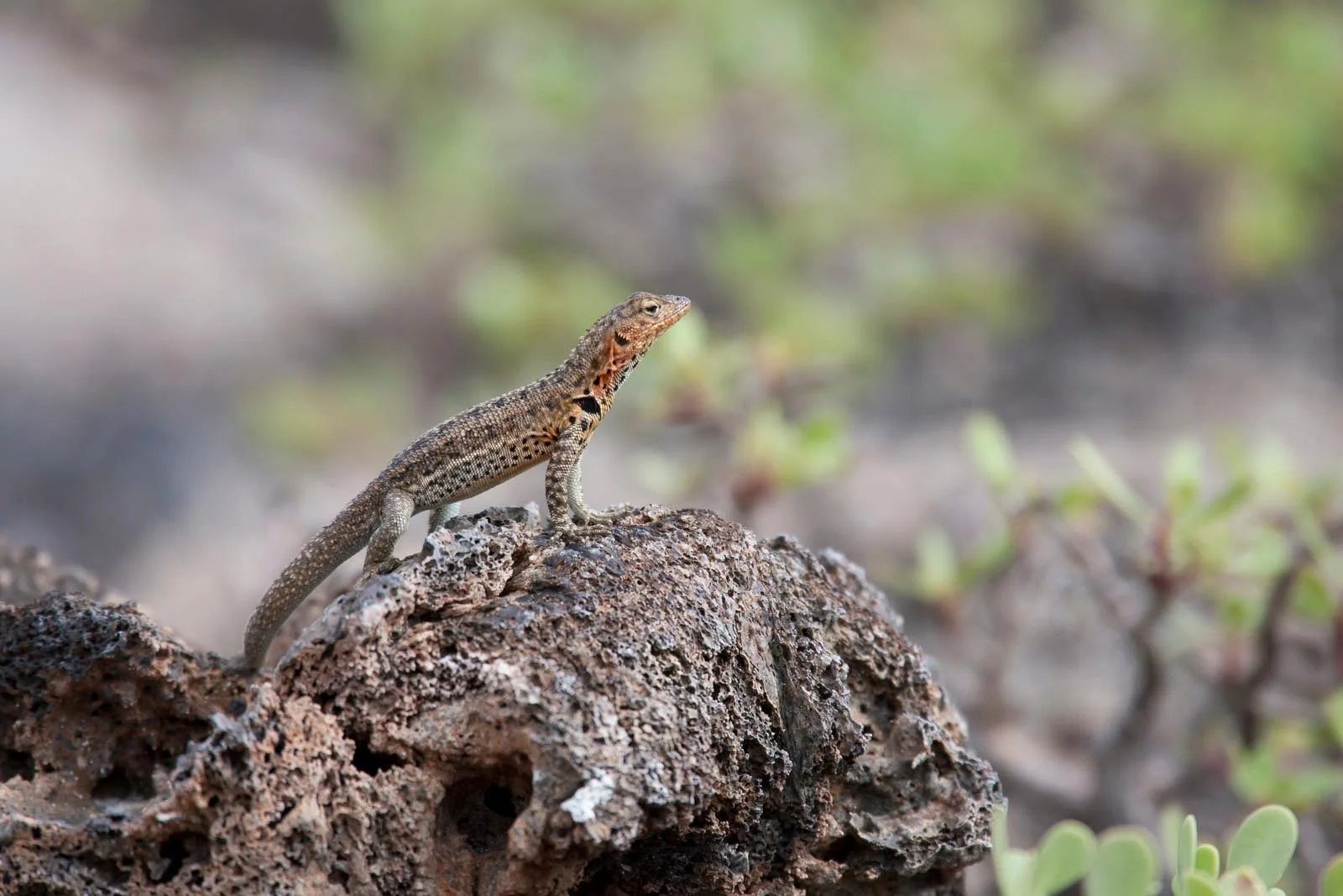 Galapagos Lava Lizard | Galapagos Wildlife