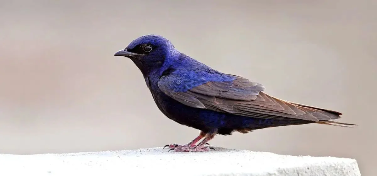 Galapagos Martin | Galapagos Wildlife